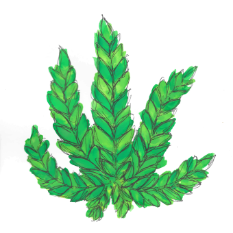 CBD (Cannabis Sativa extract)