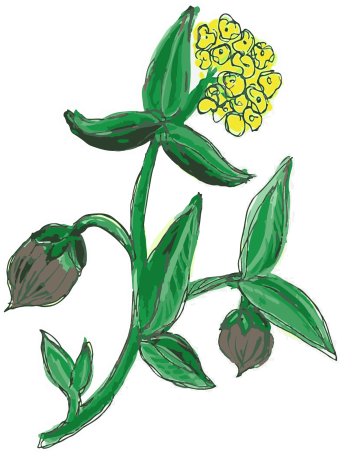 Jojoba Oil (Simmondsia chinensis)