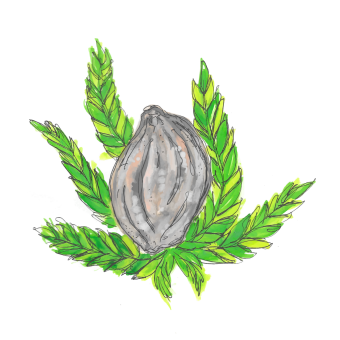 Hemp Seed Oil  (Cannabis Sativa seed oil)