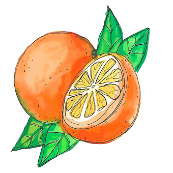Sweet Orange (Citrus Sinensis)