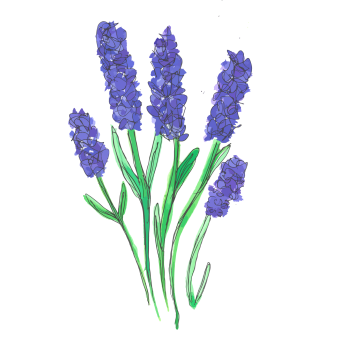 Lavender Oil (lavendula augustifolia)